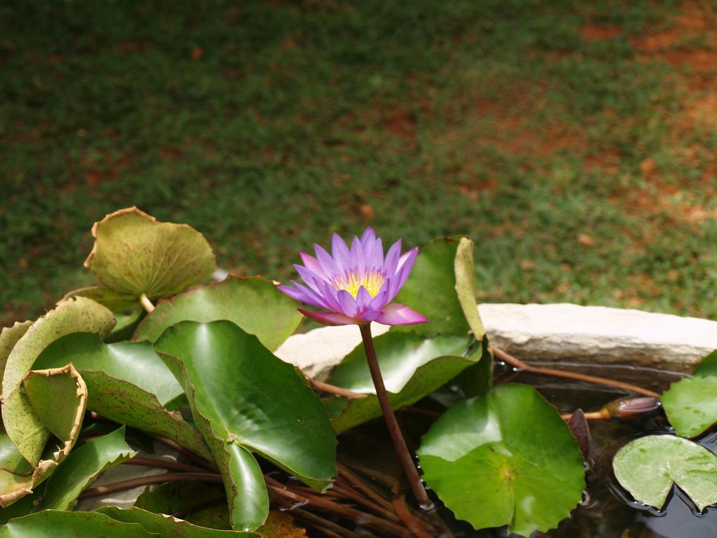 Welimaluwa Resort Sigiriya Kibissa Εξωτερικό φωτογραφία